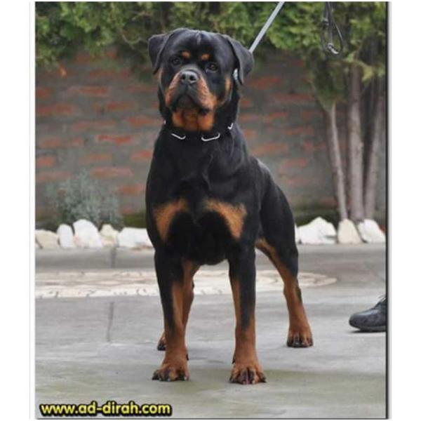 Dona Ad-Dirah | Rottweiler 