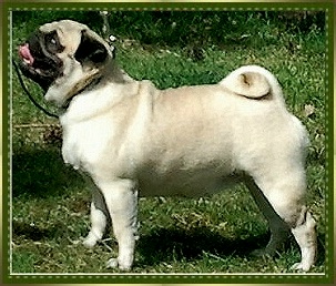 CHANUN IN CHANUN Little Lord's Land | Pug 