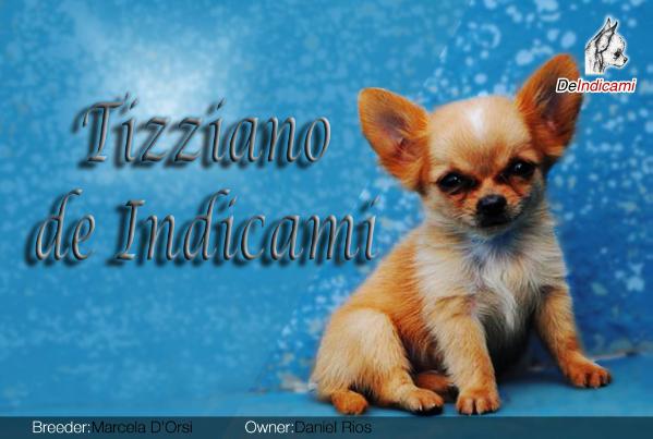 Tizziano De Indicami | Chihuahua 