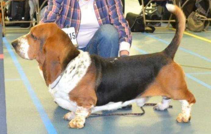 Cerrutti queen's hermelin | Basset Hound 