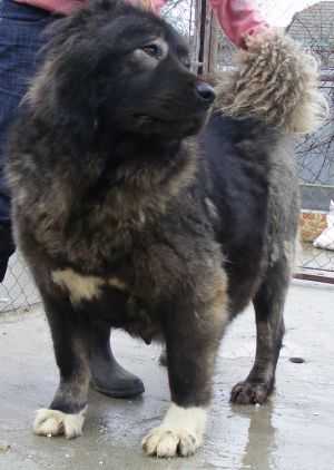 RUSSKII RISK AMIRA (RUS) | Caucasian Mountain Dog 