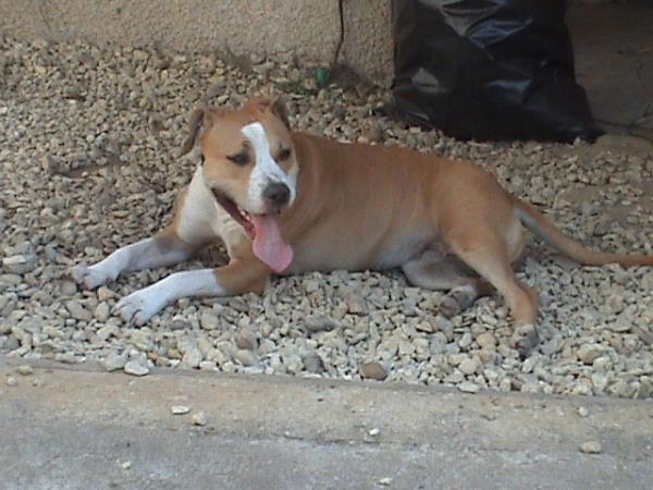 Athena 'Rosco x Valy' | American Staffordshire Terrier 
