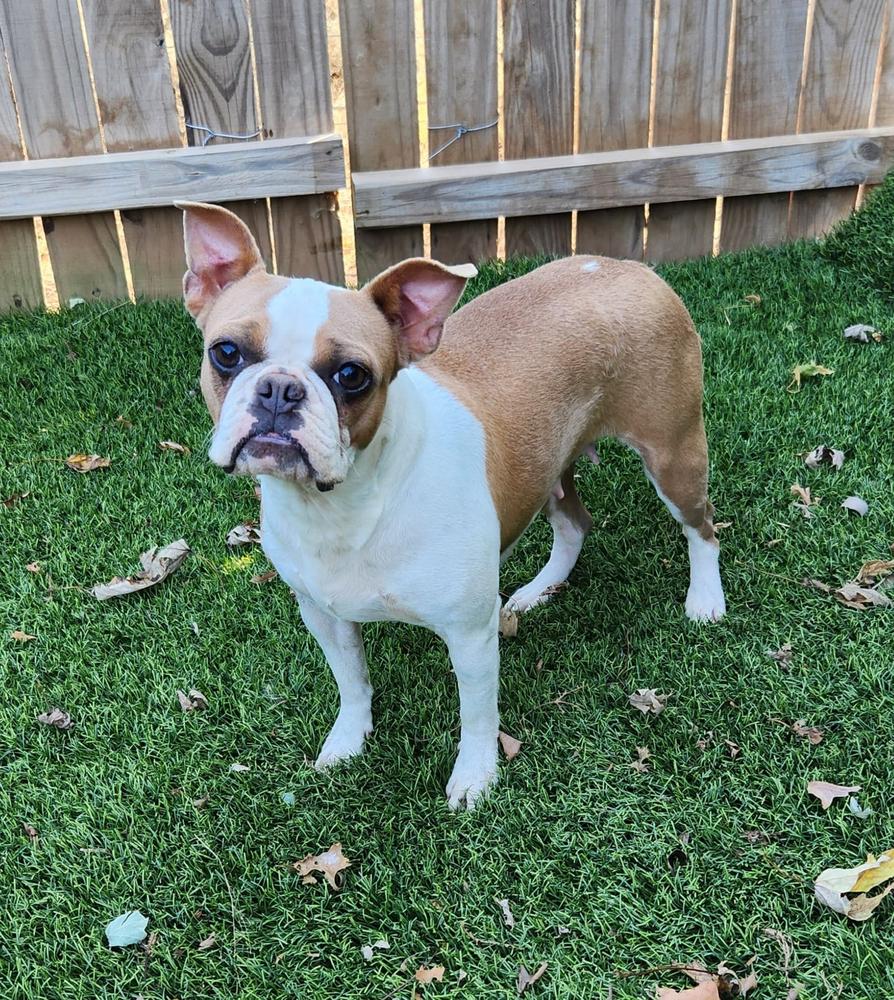Just Because Blue Fawn Mystique | Boston Terrier 