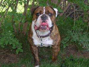 Fotus Cassius | Olde English Bulldogge 