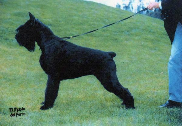 Coka De Candamo | Giant Schnauzer 