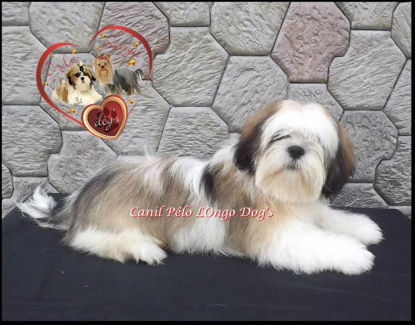 Elvis La Mattina D'oro | Lhasa Apso 