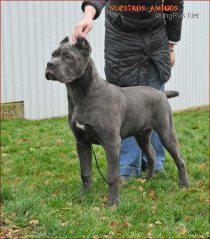 NOSTRE SPERANZE GREAT KING | Cane Corso 