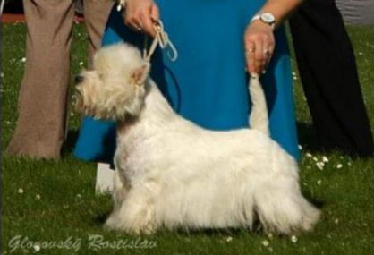 U are My Crazy from Voldemortt | West Highland White Terrier 