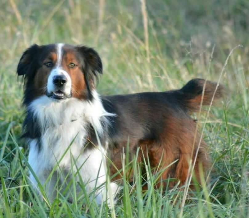 J's Sleepin' Dog Banjo | English Shepherd 