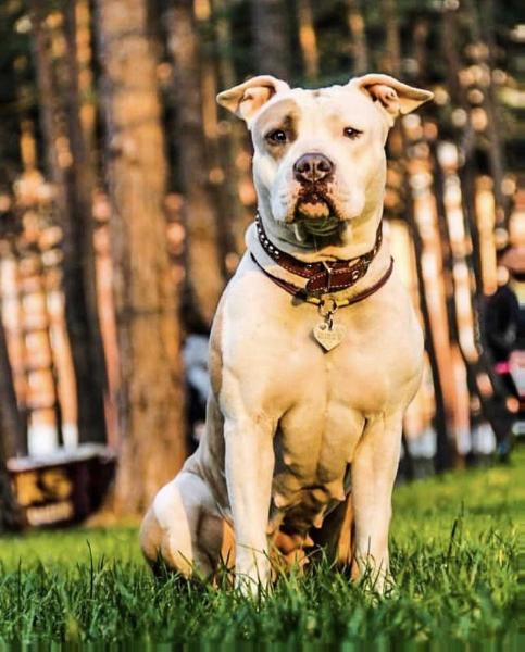 Share My Joy Art Of Staff | American Staffordshire Terrier 