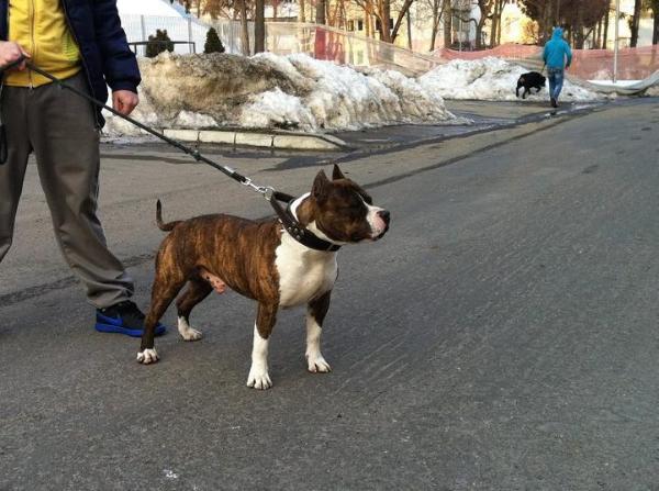 Thunder Rock`s Brindle Bear | American Staffordshire Terrier 