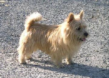 Urus Des Hauts De La Canterre | Norwich Terrier 