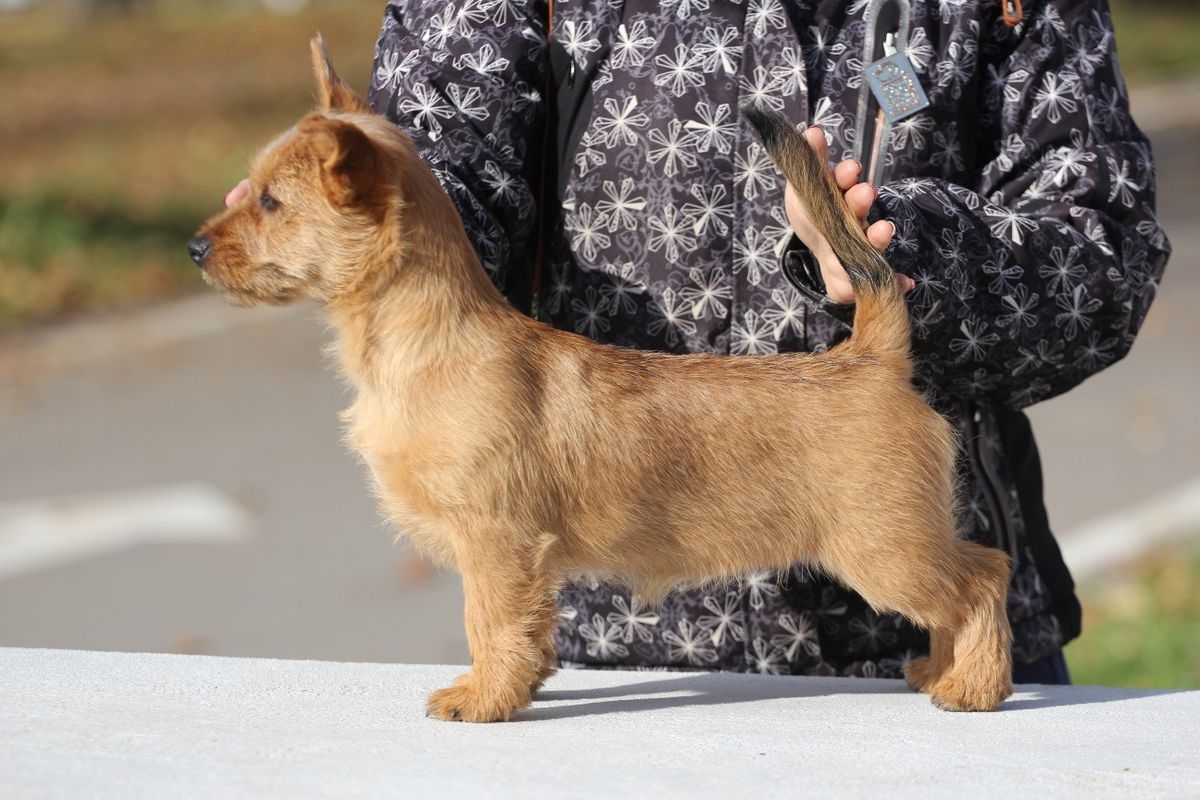 Xenny iz Zvezdnogo Grafstva | Australian Terrier 