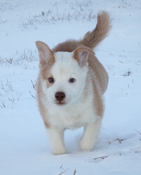 Snjófells Indijáni | Icelandic Sheepdog 