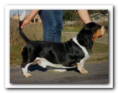 Patric Obrain Brasmon | Basset Hound 