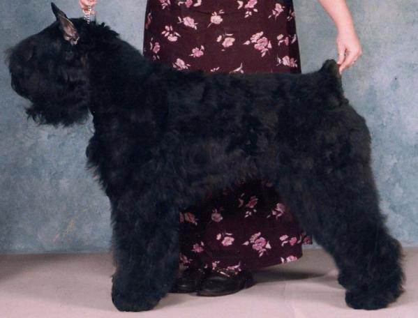 Charna's Front Page News | Bouvier des Flandres 