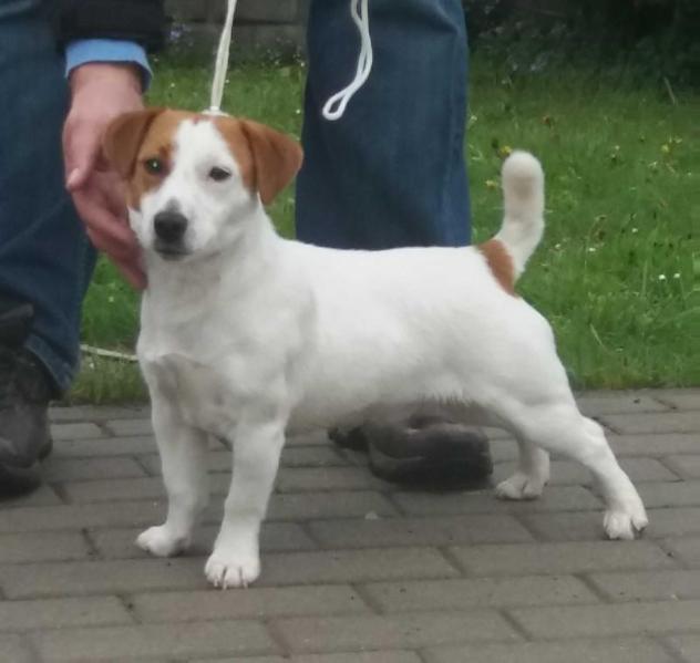 ADORABLE BONO Sukcesor (FCI) | Jack Russell Terrier 