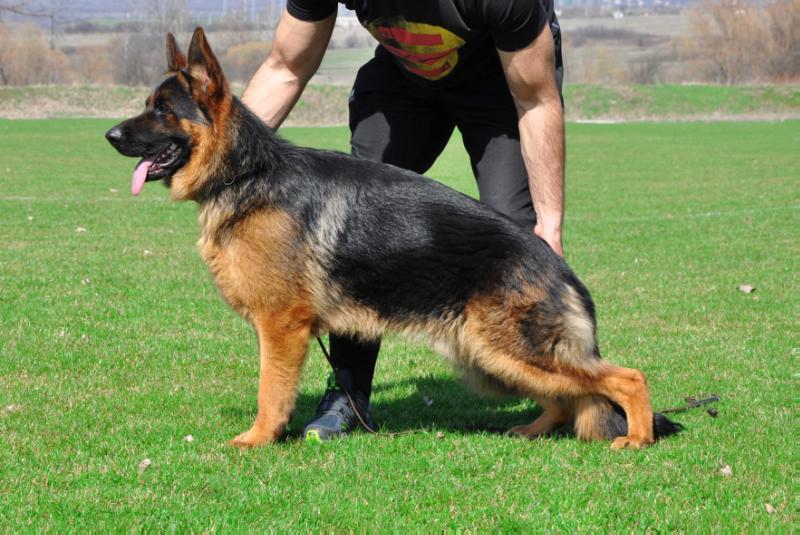 Matiz v.d. Alexander | German Shepherd Dog 