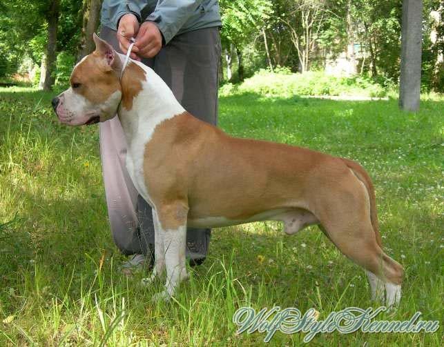 Ben King Of Ring`s | American Staffordshire Terrier 