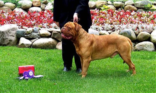 Red Dog Ridge Lord Amador | Dogue de Bordeaux 
