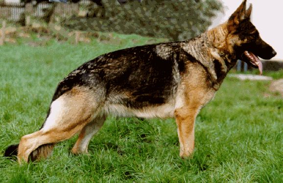 Rica vom Schloß Veitenstein | German Shepherd Dog 