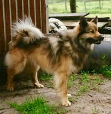 Stigandi frá Thytur Stadir | Icelandic Sheepdog 