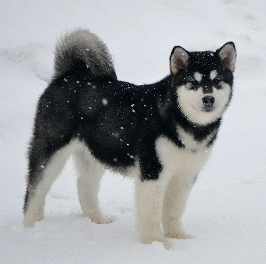 Alexa Fantastic Lady | Alaskan Malamute 