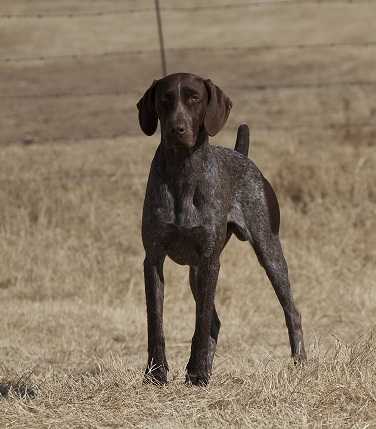 GOEDGEVONDEN BARBAROZZA | German Shorthaired Pointer 