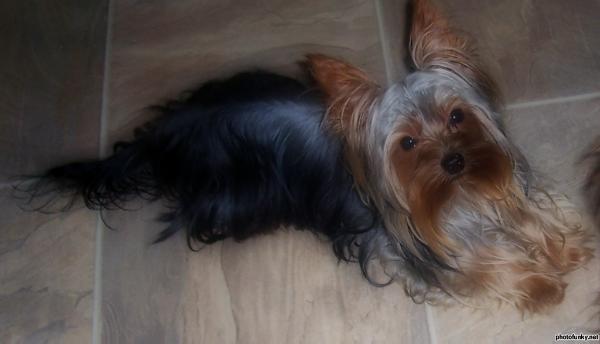 Marvelous Marty | Yorkshire Terrier 