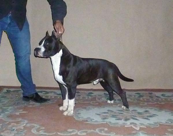 Broly | American Staffordshire Terrier 