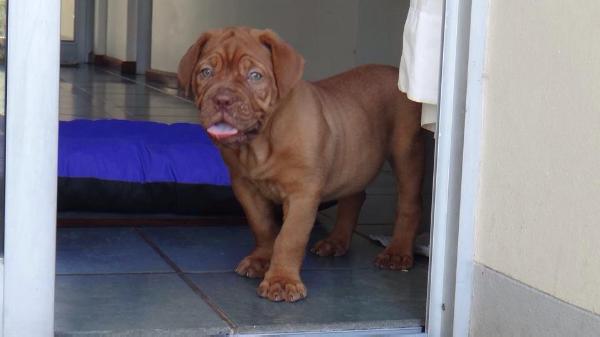 Maria Antonietta I de Chelo's Blood | Dogue de Bordeaux 