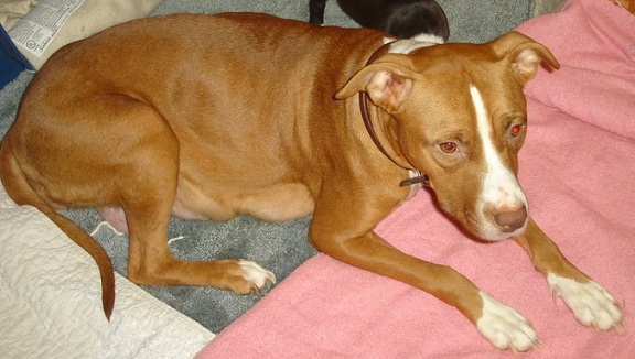 Diamond. | American Pit Bull Terrier 