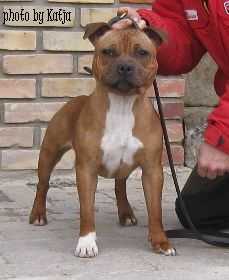 Hot Staff`s Heart`N Soul | Staffordshire Bull Terrier 