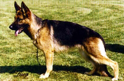 Vechta von Bad-Boll | German Shepherd Dog 