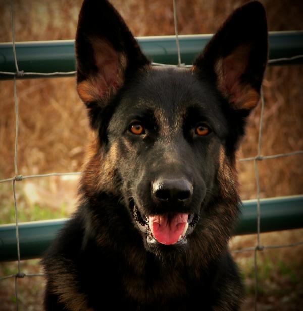Batu Ursus Ary-Ana Von Delaney | German Shepherd Dog 
