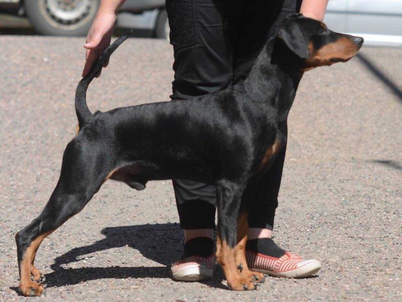 Karl Drym's dream king black | German Pinscher 