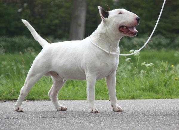 Oky Doky Dee Jay | Bull Terrier 