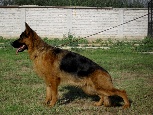Franny Vom Tosa Haus | German Shepherd Dog 
