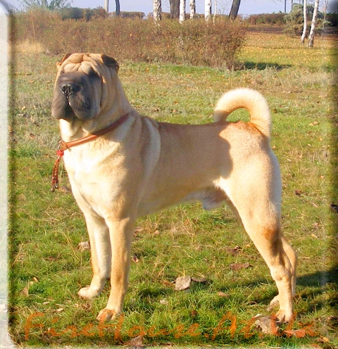 Best Megapolis - Dali | Shar-Pei 