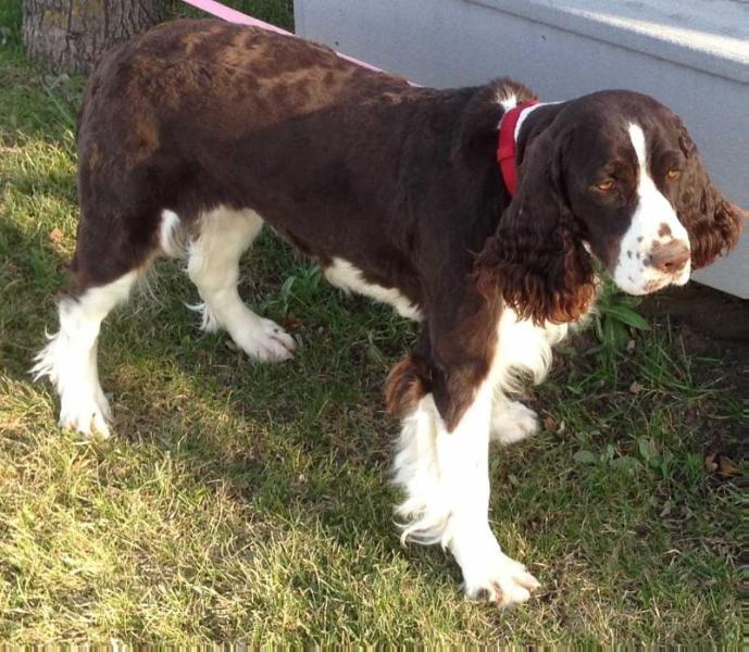 Yellowstone's Serenity's Fancy Pants | English Springer Spaniel 