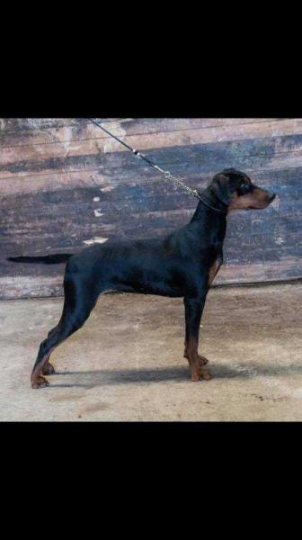 Orabi Korel Britannica | German Pinscher 