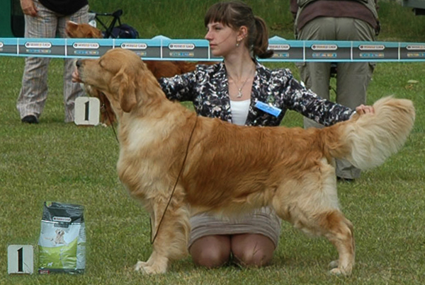 Fine Art Rudgieri Hermes | Golden Retriever 