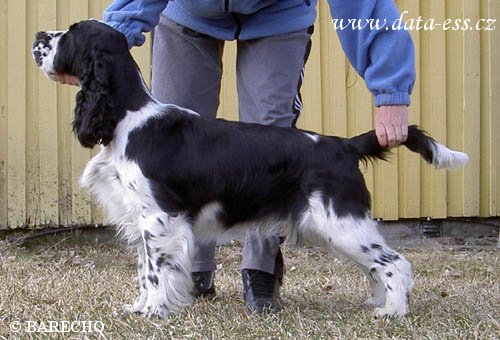 Rowntree Xlnt Choice for Barecho | English Springer Spaniel 