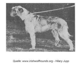 Din Jo of Boroughbury | Irish Wolfhound 