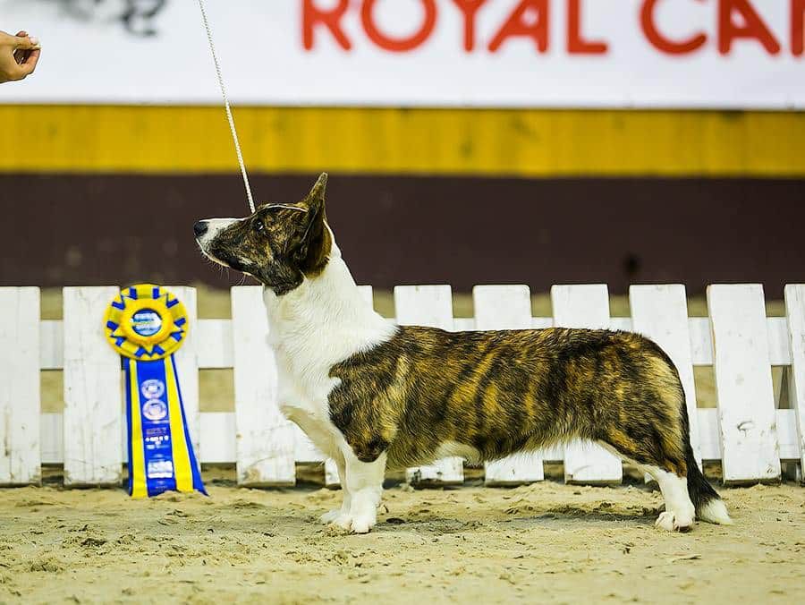 Night keepish Yavnaya Kontra | Cardigan Welsh Corgi 