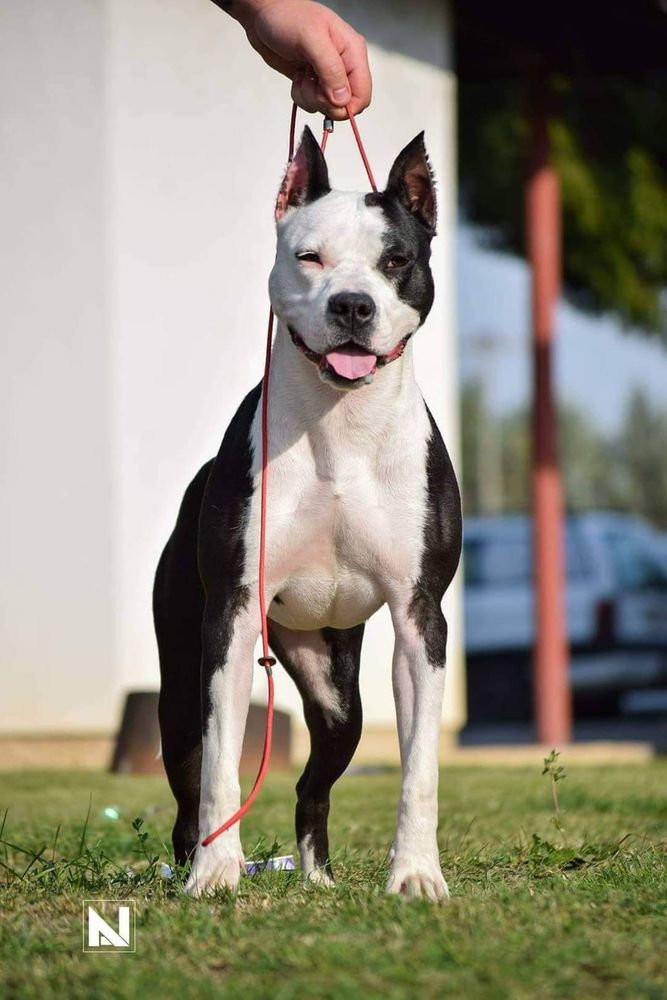 Monica Belluci | American Staffordshire Terrier 