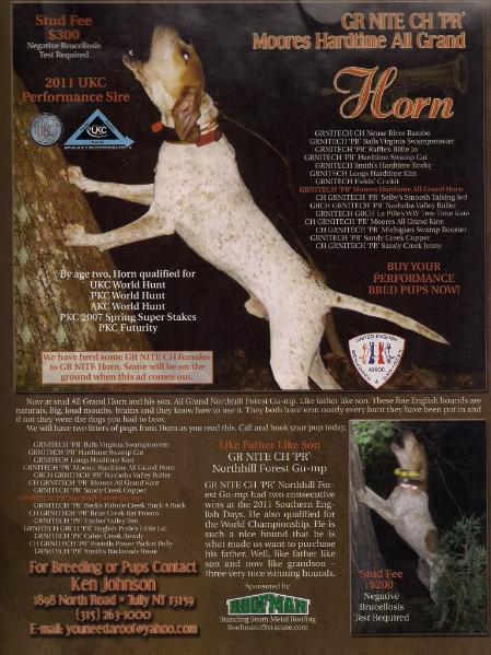 Moore's Hardtime All Grand Horn | American English Coonhound 