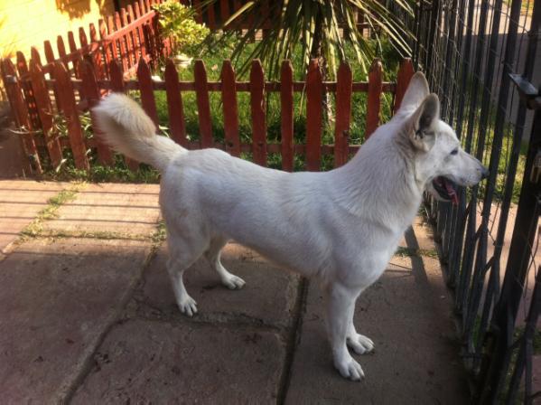 Tara Von Dakajar | White Swiss Shepherd Dog 