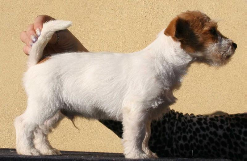 ROYAL DI SAN RUFFINO JACK BABEL | Jack Russell Terrier 