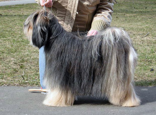 VIRÁGOSKERTI DUCI ASTRELLA | Tibetan Terrier 